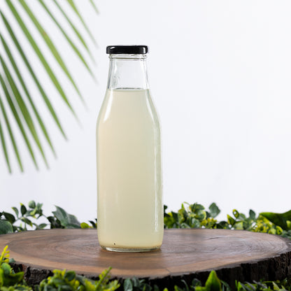 TULSI GINGER WATER KEFIR